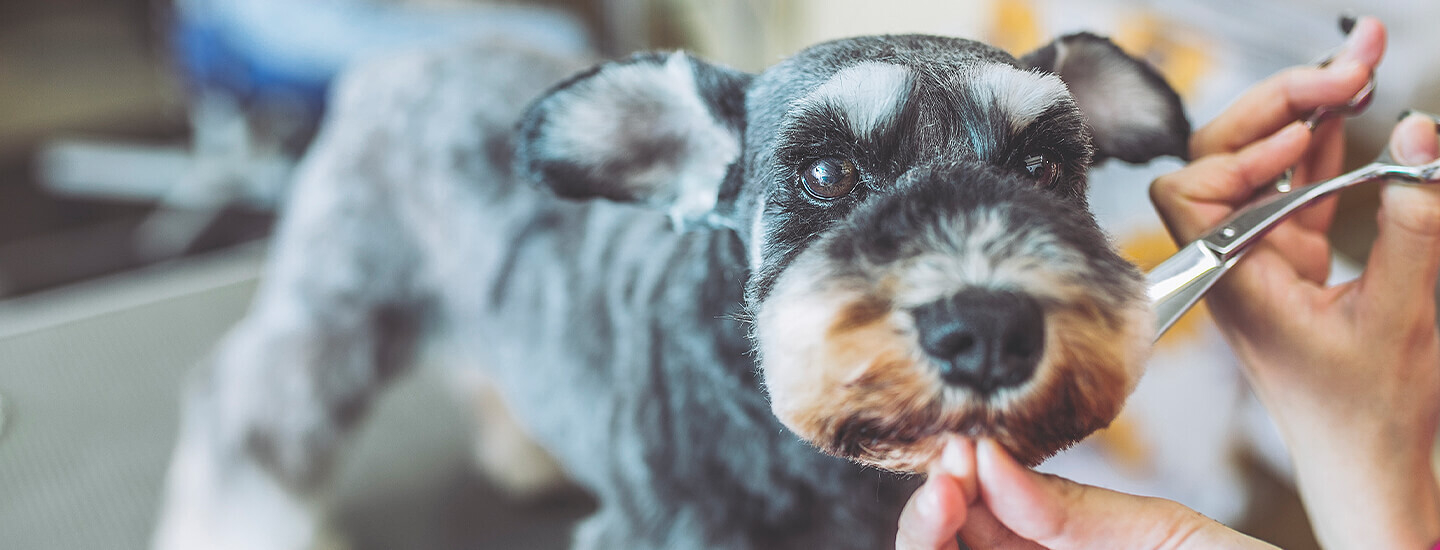 Miniature Schnauzer being trimmed and pampered