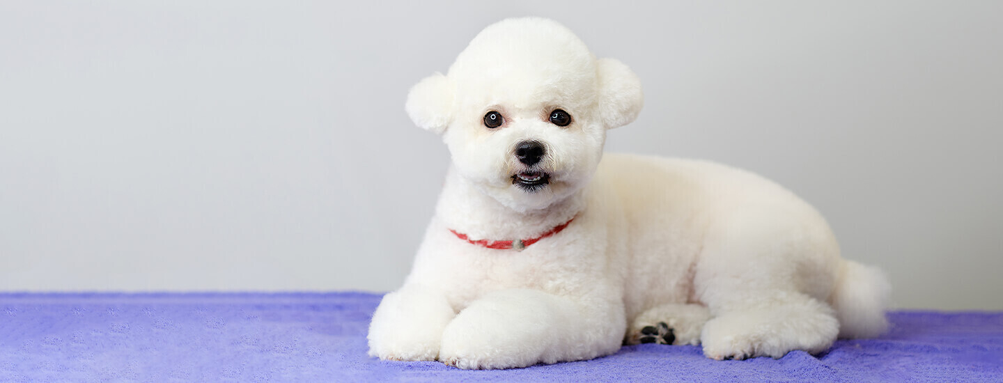 A cute puppy after a haircut on a grey background