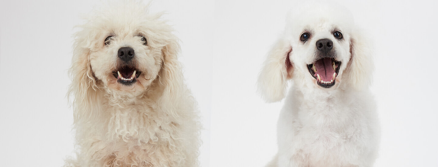 Before & after of small white dog getting haircut