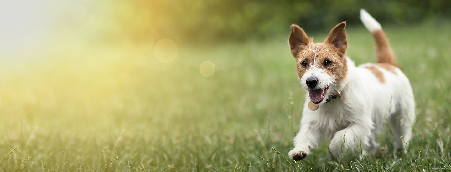 Testimonials feature image