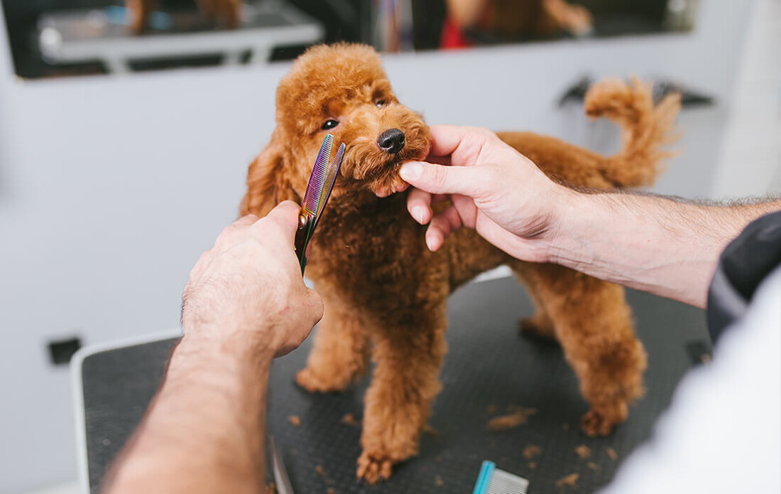 Grooming a small dog