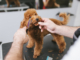Small dog grooming services