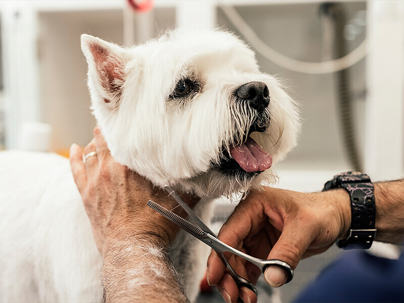 White dog is groomed by professional groomer