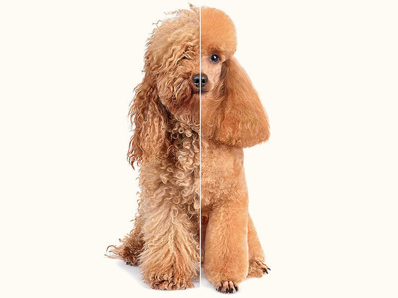 Dog grooming comparison